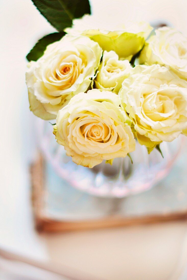 weiße Rosen in einer Vase