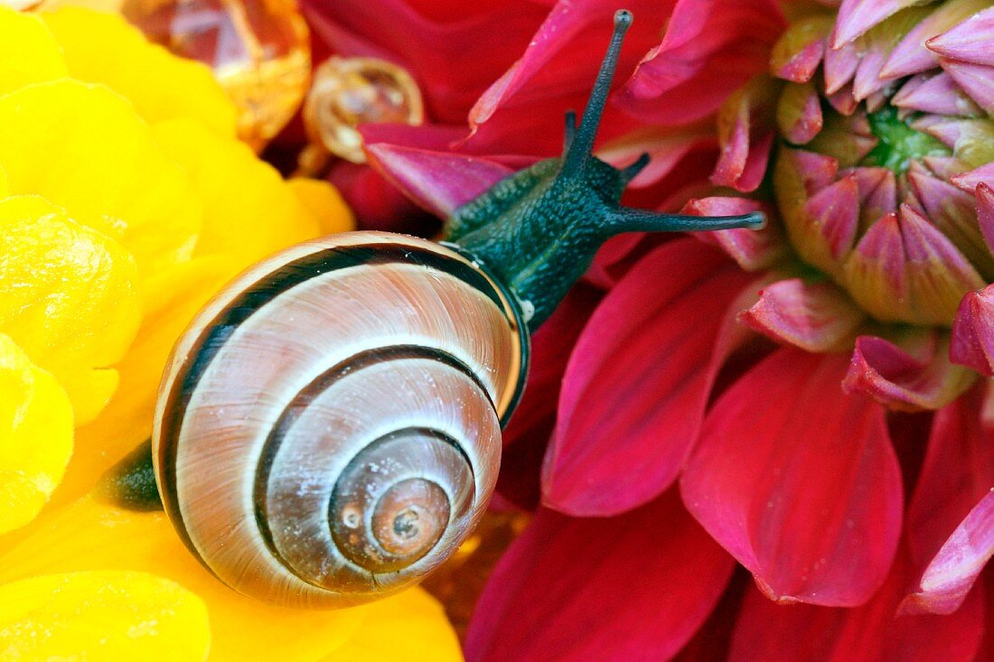 Snail on dahlia bloom