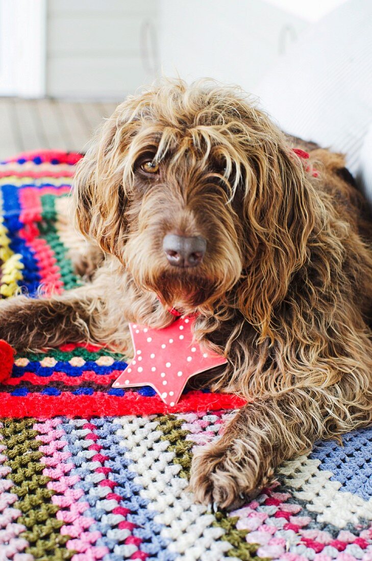 Dog with red Advent star pendant around neck lying on crocheted, patchwork-style blanket