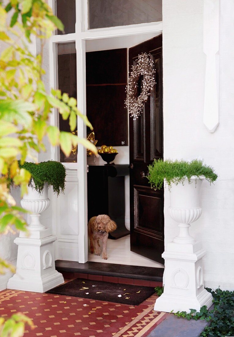 Entrance area with urns on pedestals and poodle in open front door decorated with wreath