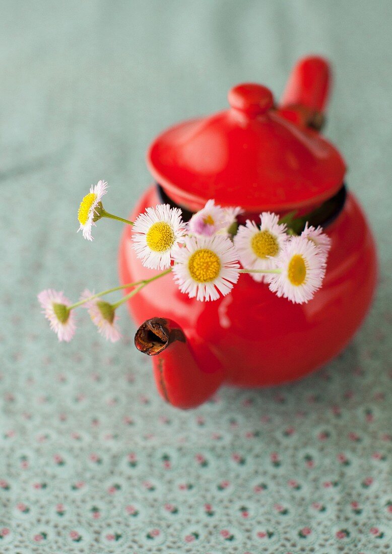 Daisy in red tea pot
