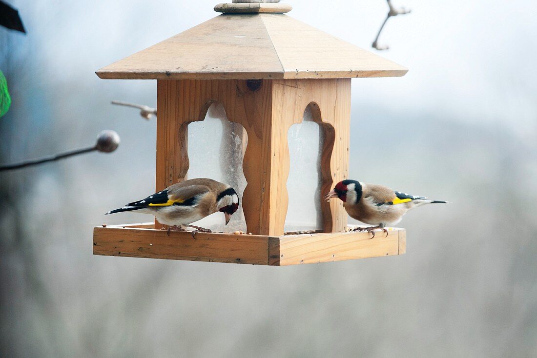 European goldfinches (Carduelis carduelis) on bird feeder