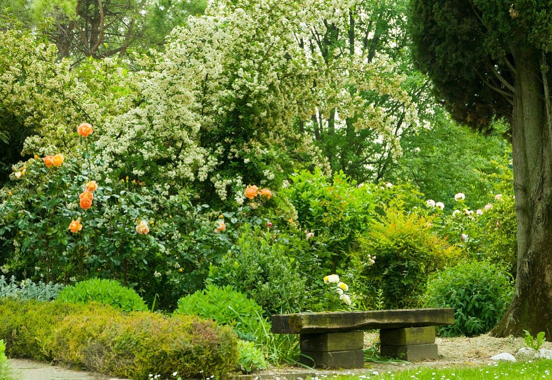 Rustikale Steinbank in mediterranem Garten mit blühenden Rosenbüschen