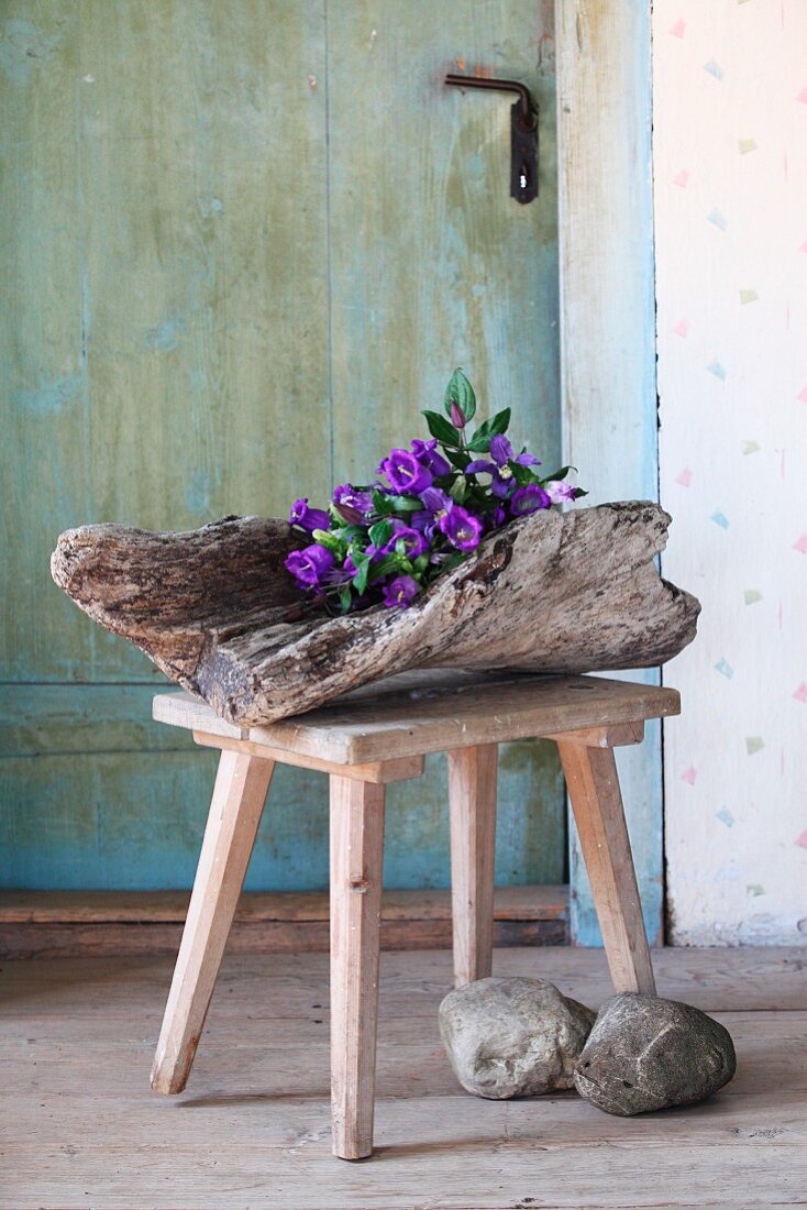 Clematis and campanula arranged in large piece of driftwood on wooden stool in vintage ambiance