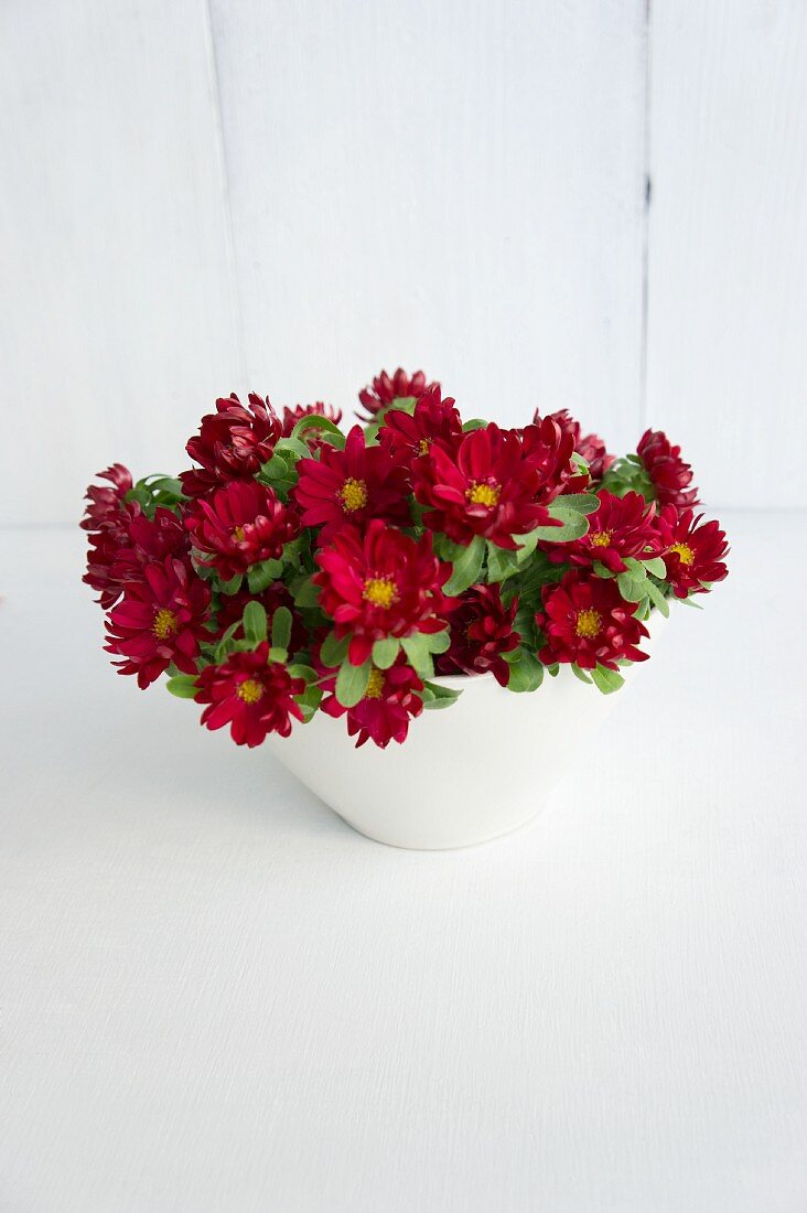 Bowl filled with red asters