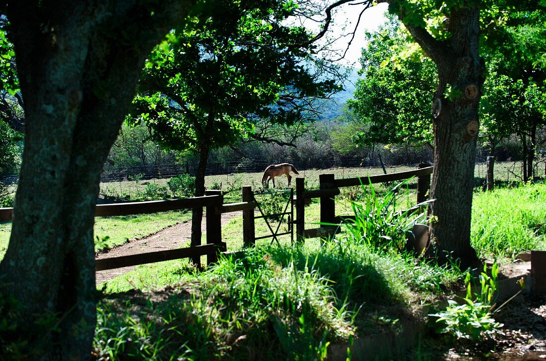 Blick über Holzgatter auf Koppel mit Pferd in bewaldeter Hügellandschaft