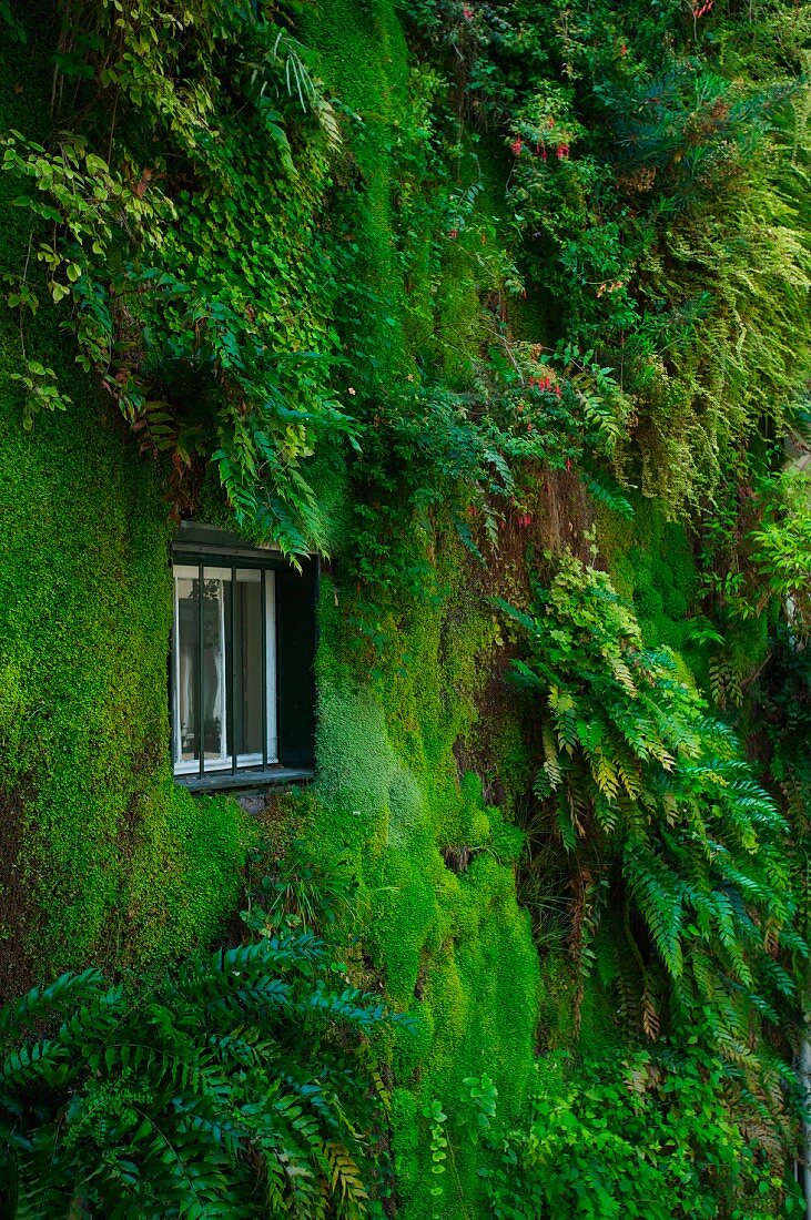 Vertikale Gartengestaltung an begrünter Hauswand mit Fenster