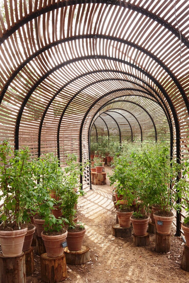 Beerenpflanzen in Tontöpfen auf Baumstammscheiben in einem tunnelförmigen Gewächshaus mit schattenspendenden Holzlamellen