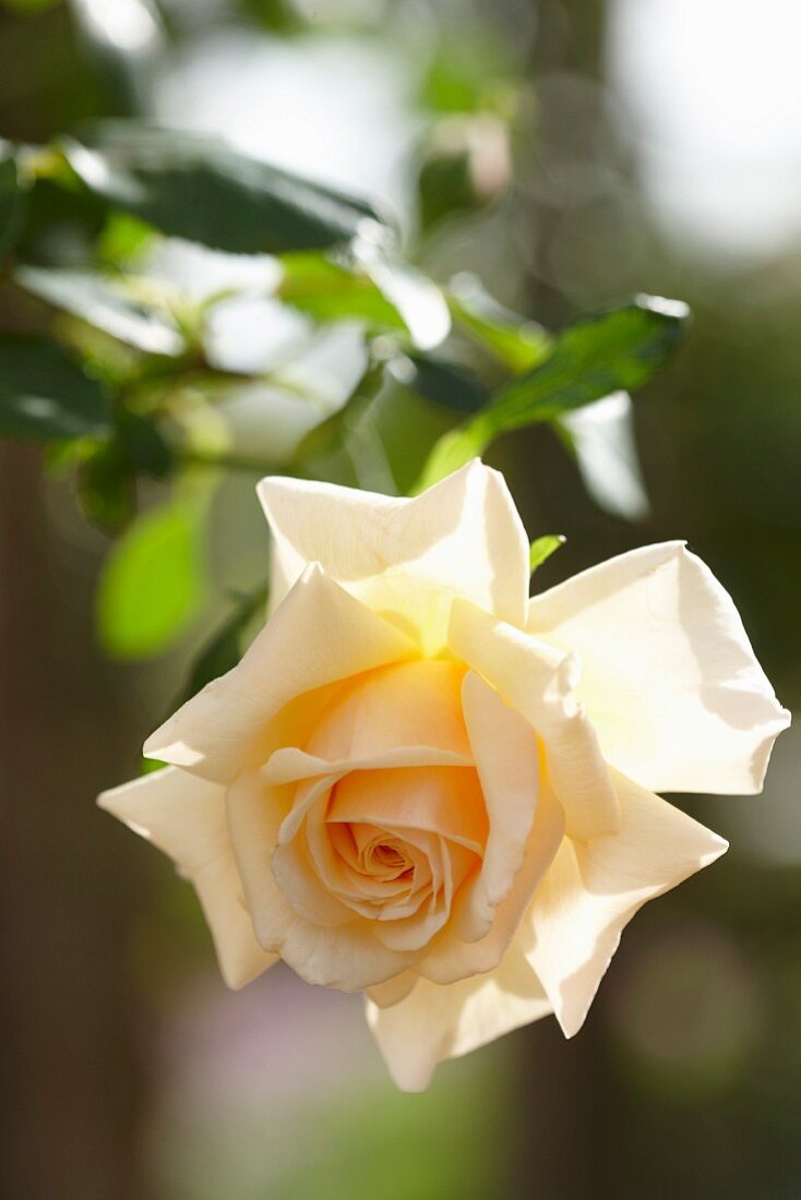 Blüte einer New Dawn Rose im Gegenlicht
