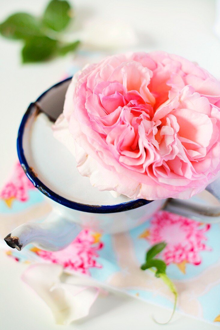 Pink rose in an enamel cup