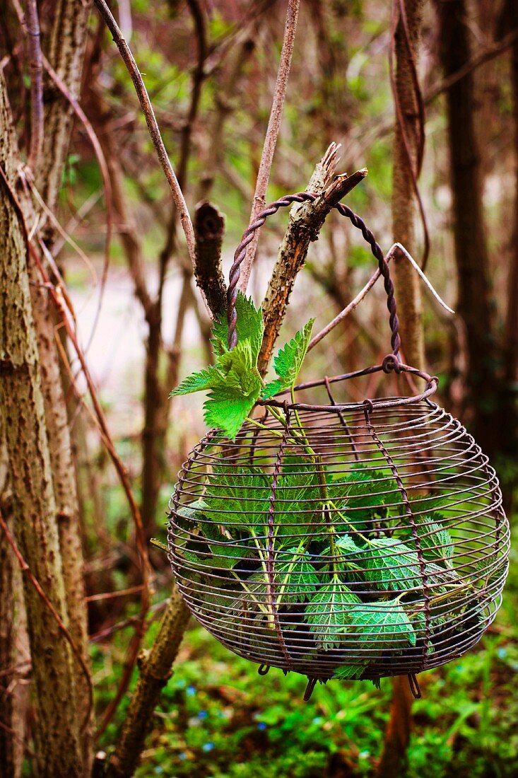 Wire basket with stinging nettles hanging from a branch