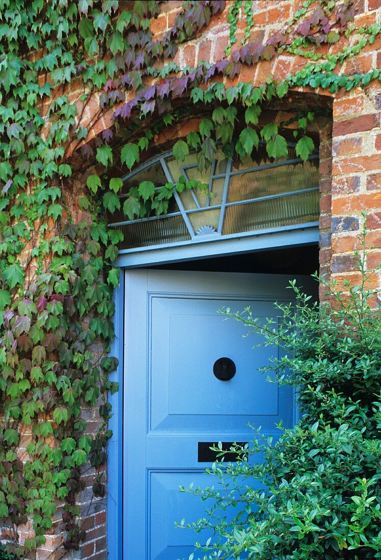 Hellblau lackierte Haustür mit Oberlicht in berankter Ziegelfassade
