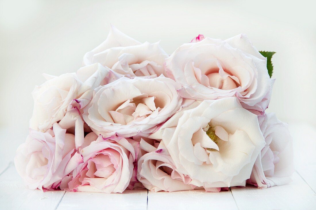 A bouquet of pale pink roses on white painted wood boards