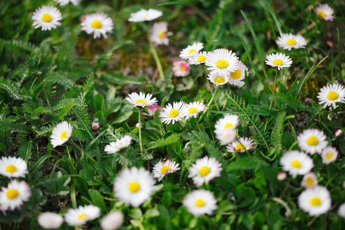 Daisies in grass