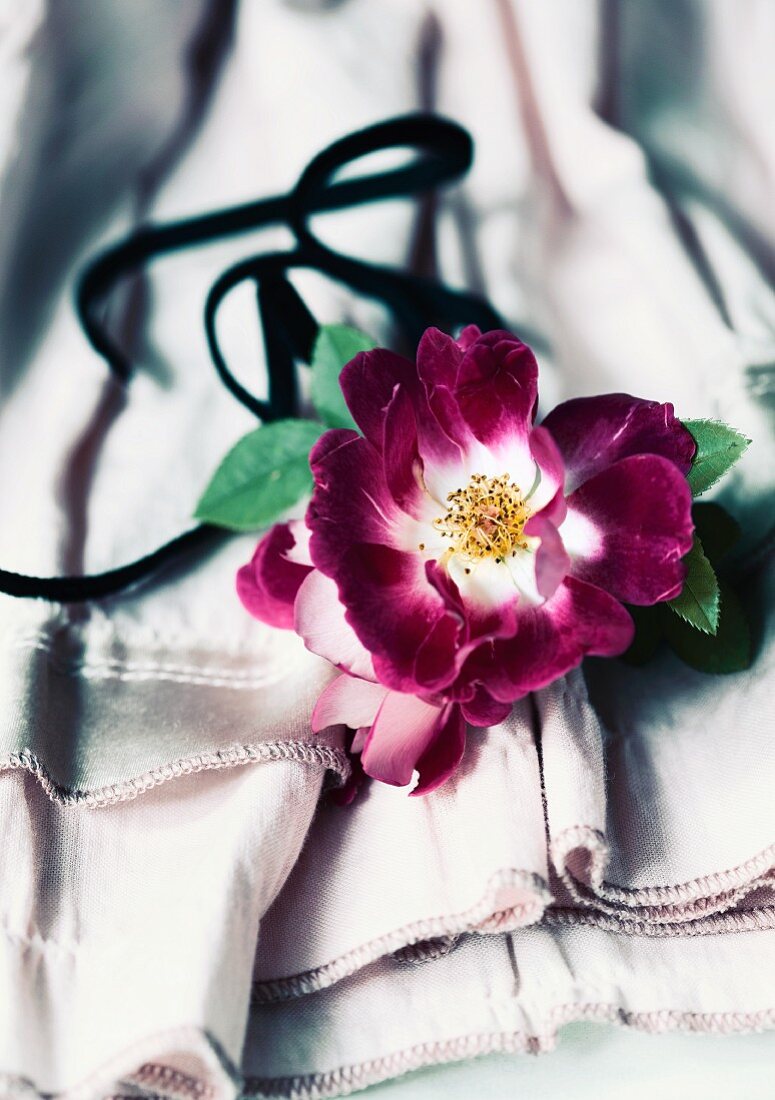 Heckenroseblüte der Sorte Kiftsgate Violett
