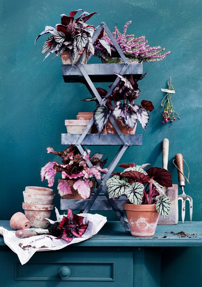 Various potted rex begonias on metal étagère against blue-green wall