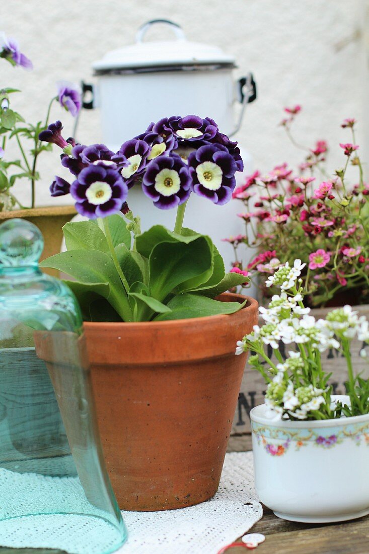 Auricula in a plant pot between other spring flowers