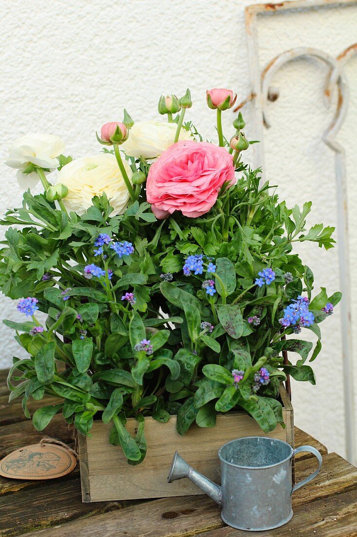 Ranunculus and forget-me-nots in a wooden box on a potting bench by a house wall