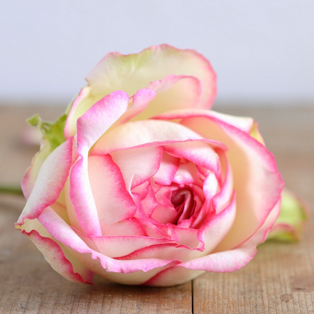 weiße Rosenblüte mit pinkfarbenem Rand (Close Up)