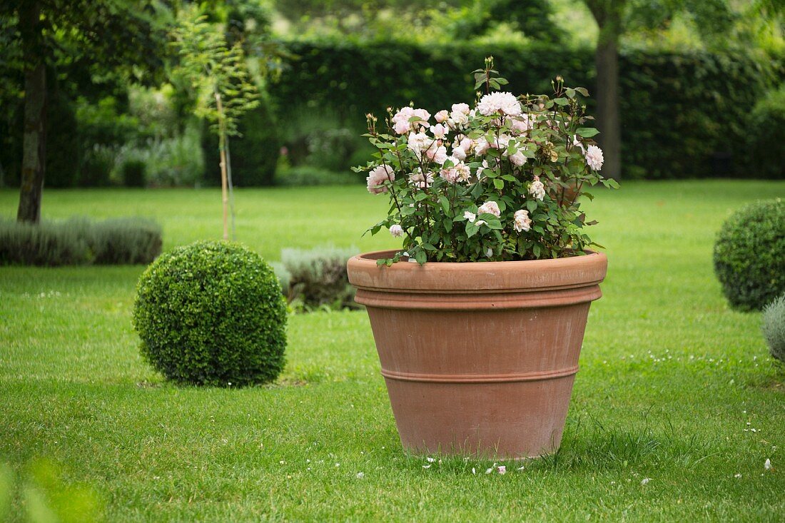Rose in planter amongst box balls on lawn