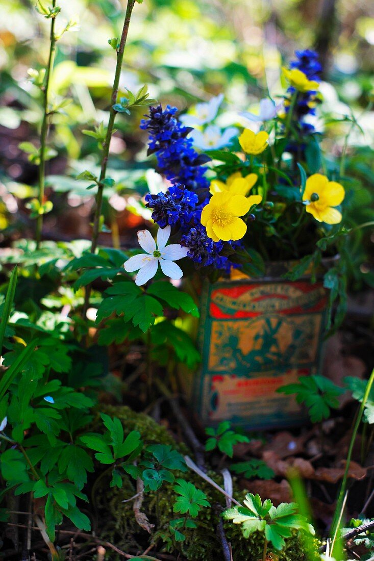 Small posy of colourful wild flowers with yellow buttercups in nostalgic tin on mossy woodland floor in dappled sun