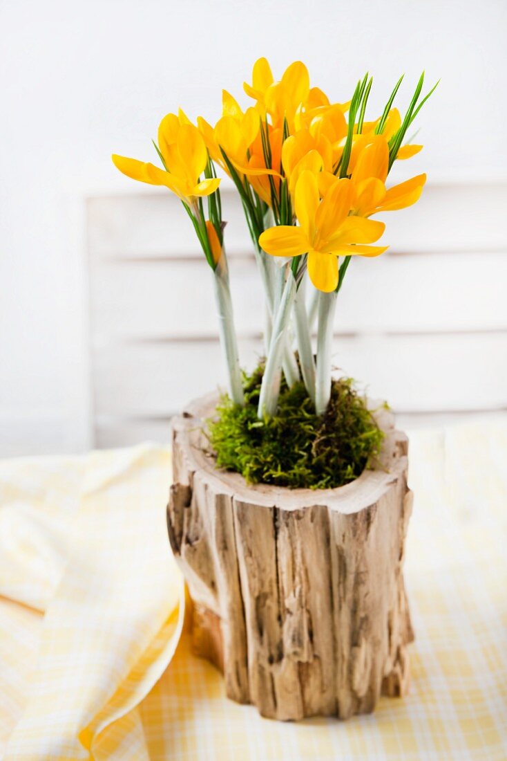 Arrangement of yellow crocuses and moss in hollow log on set table