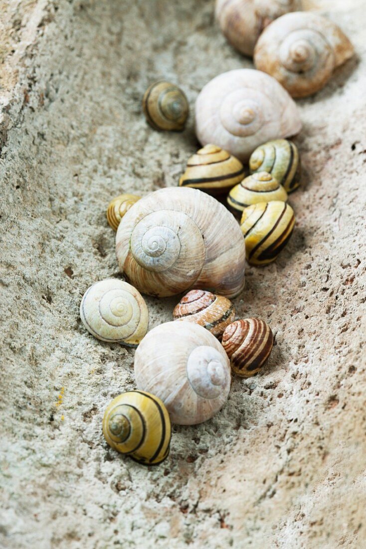 Collection of empty Roman snail shells and banded snail shells in old piece of roof tile