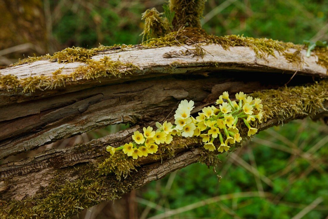 Primrose flowers arranged in hollow log