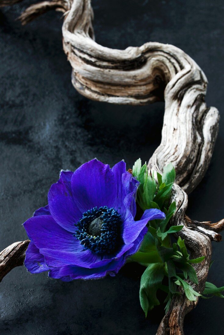 Anemone flower and gnarled branch