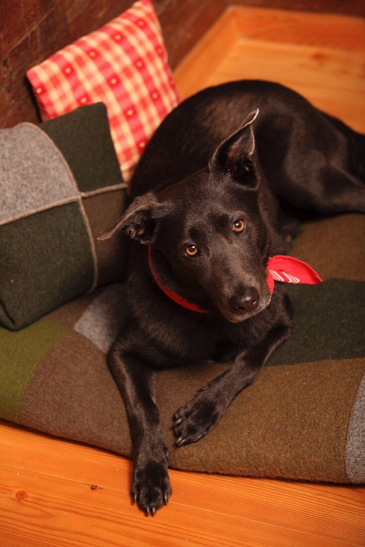 Black dog on patchwork felt blanket next to patchwork cushions in wooden cabin
