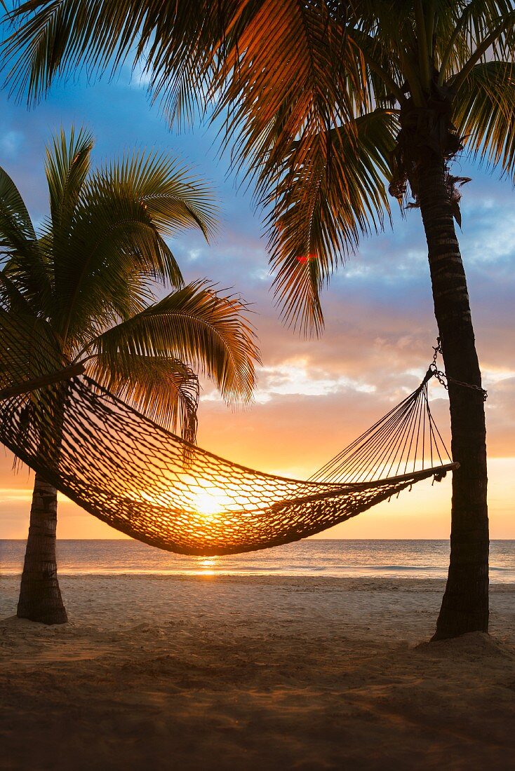 Hammock hanging between palm trees on beach