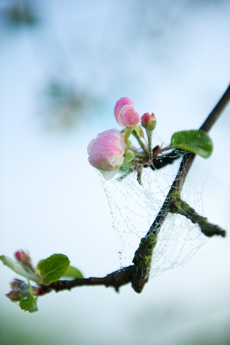 Spinnennetz mit Wassertropfen auf blühendem Apfelzweig