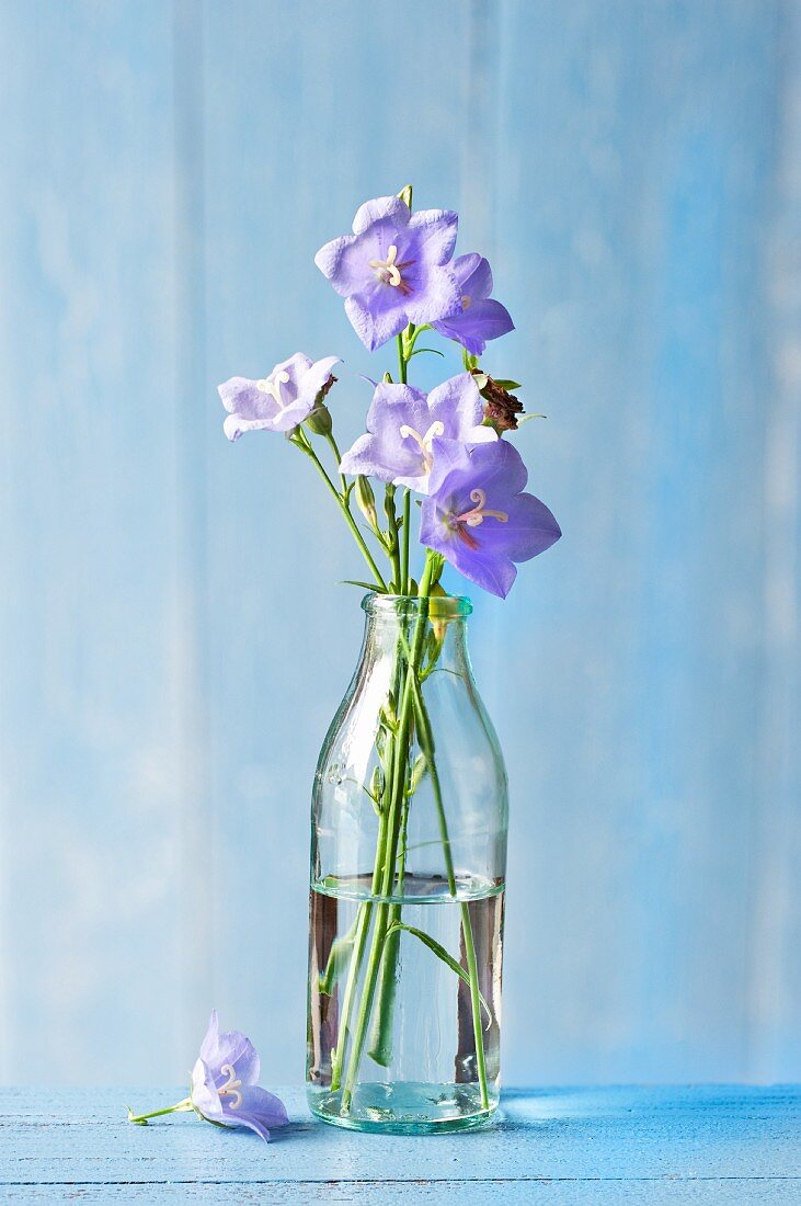 Glockenblumen in einer Wasserflasche