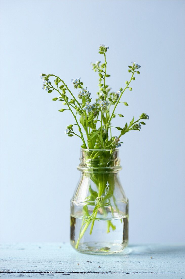 Forget-me-nots in a bottle of water