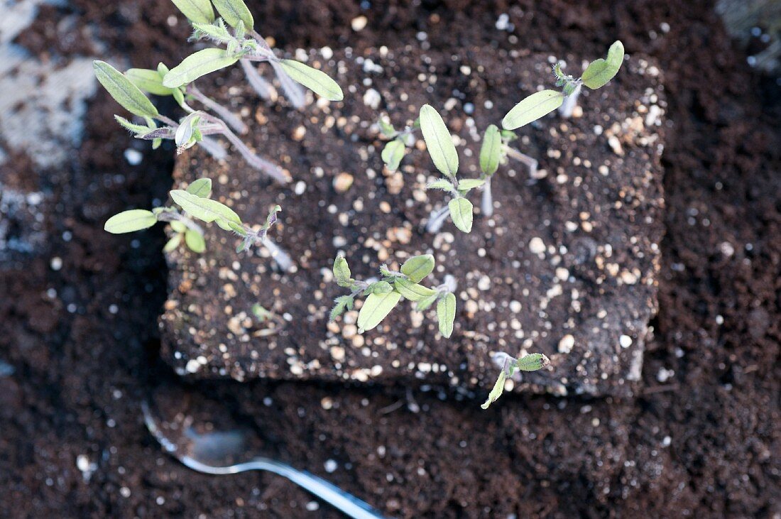 Delicate young tomato plants in compost