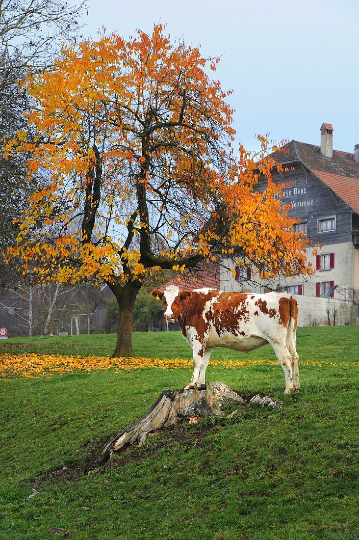 Autumnal atmosphere with cow in meadow