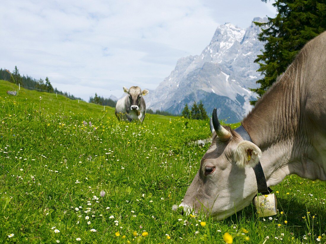 Grey Alpine cows grazing
