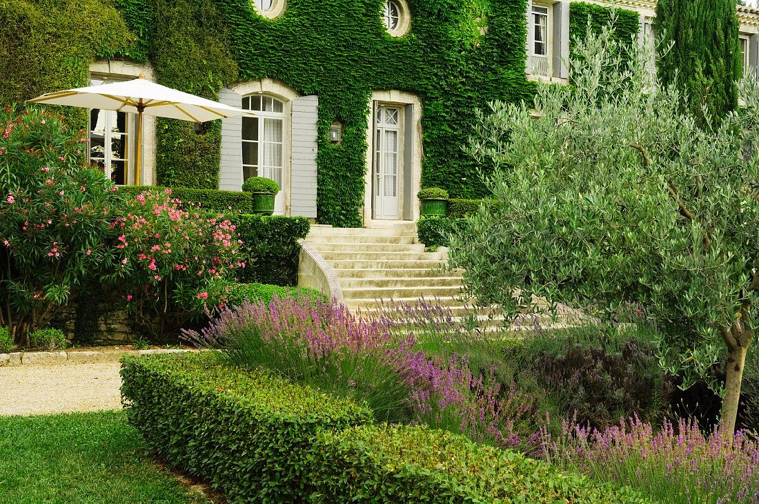 Box hedge surrounding bed of lavender and olive tree in front of climber-covered country manor with wide steps leading to French doors