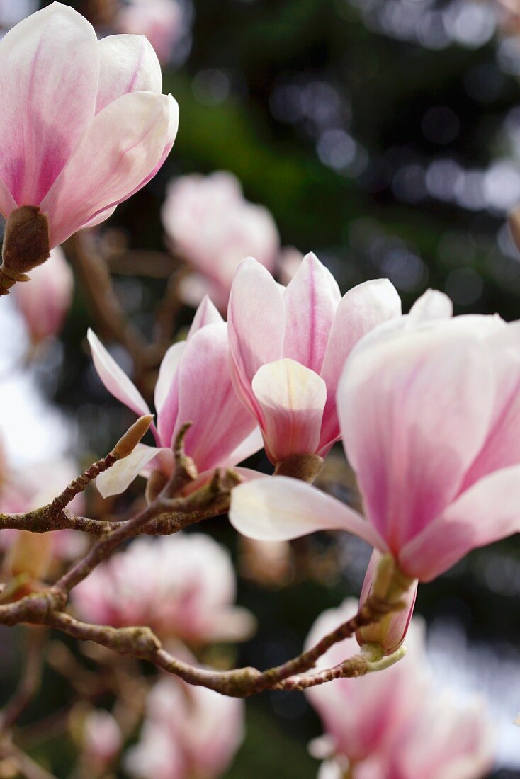 Magnolienblüten (Nahaufnahme)