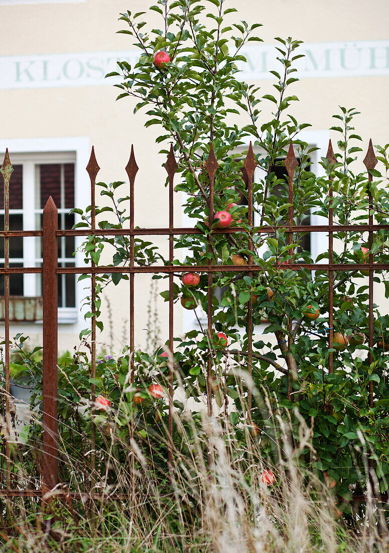 Apple tree behind a wrought-iron fence