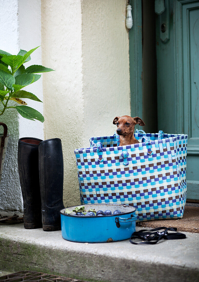 Dog in woven carrier bag next to wellies and blue pot