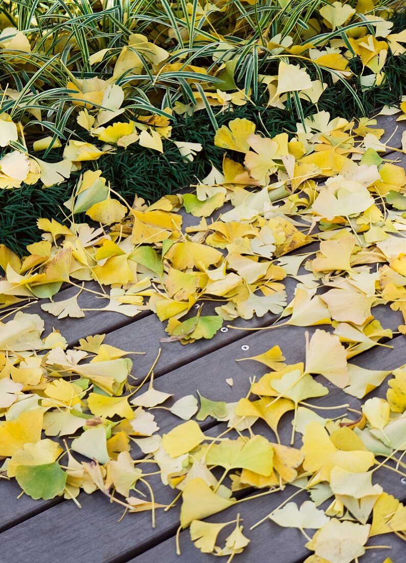 Fallen, yellow gingko leaves on wooden terrace