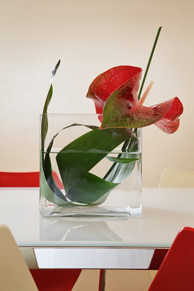 Rote Flamingoblume mit grünem Blatt in Glasvase arrangiert auf weißer Milchglastischplatte von rot-weißen Schalenstühlen eingerahmt