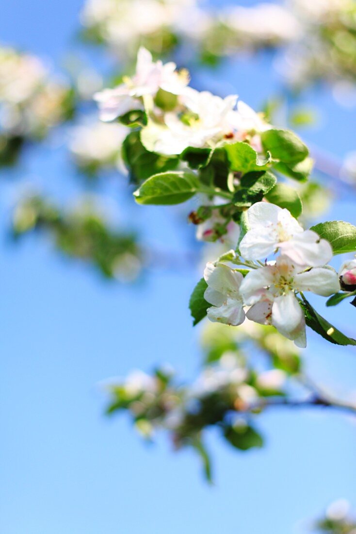 Zweig mit weissen Apfelblüten vor blauem Himmel
