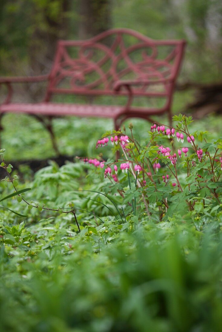 A Bench in a Garden; Bleeding Hearts