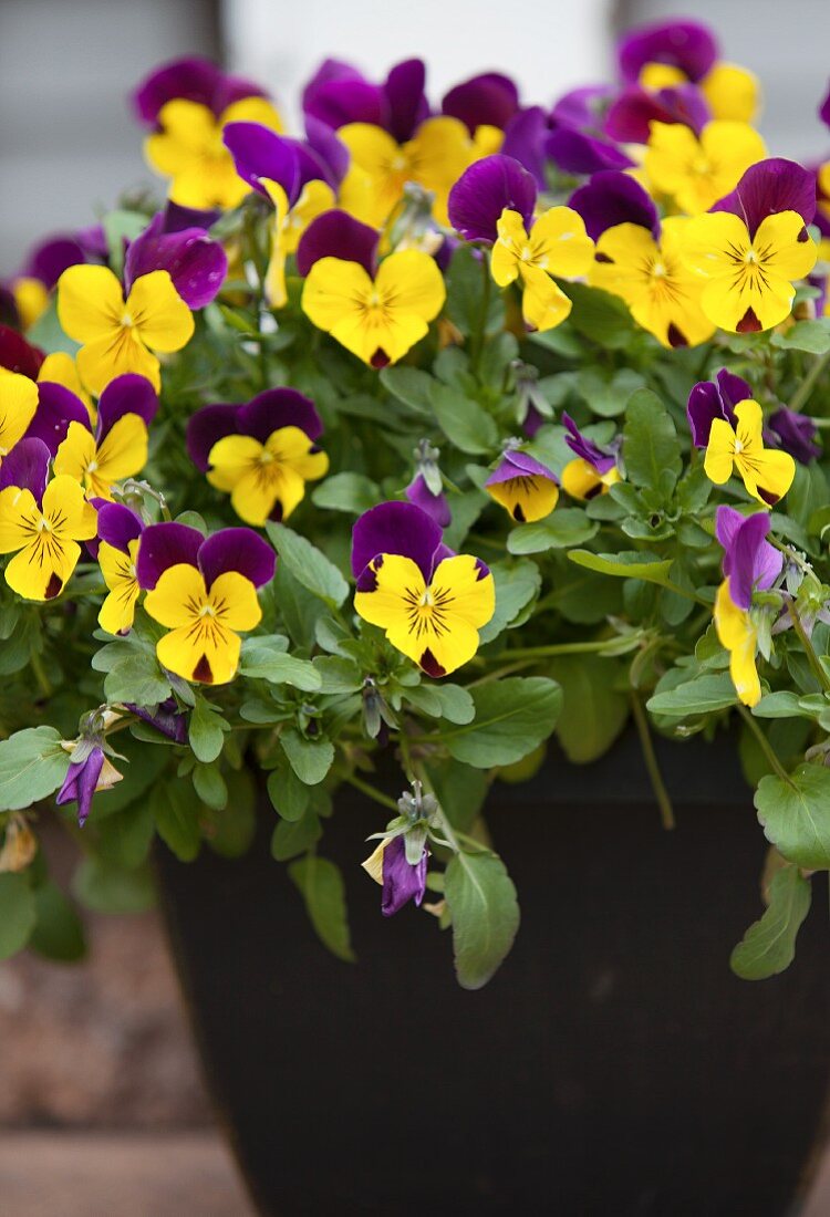 A Pot of Yellow and Purple Pansies