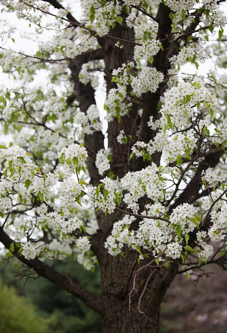 Spring Blossoms on an Apple Tree