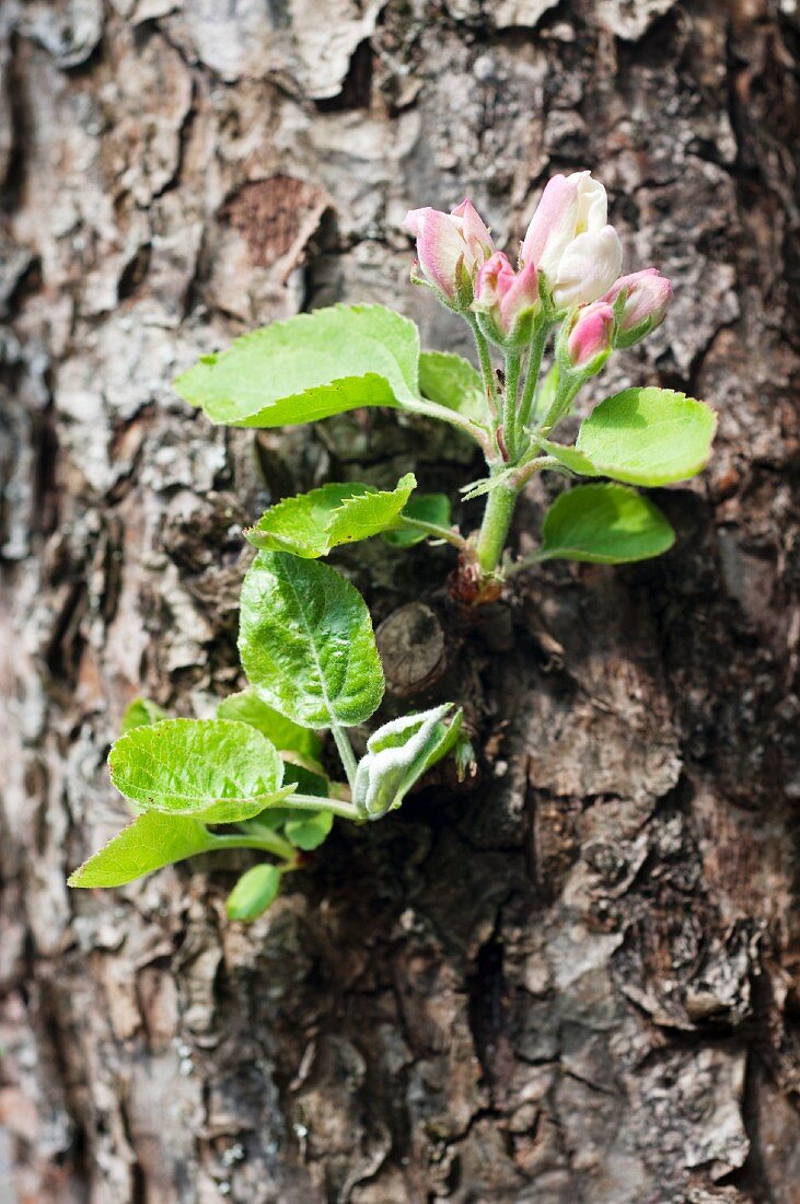 Apfelblüten am Baumstamm