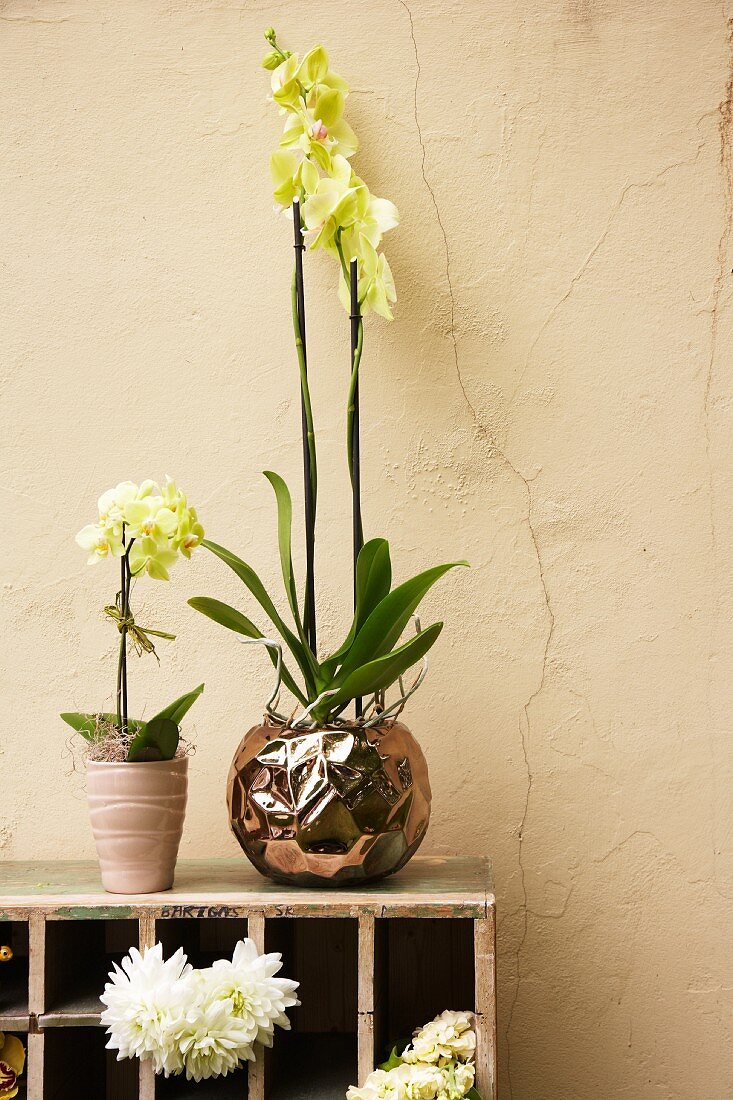 Orchideen auf Holzregal