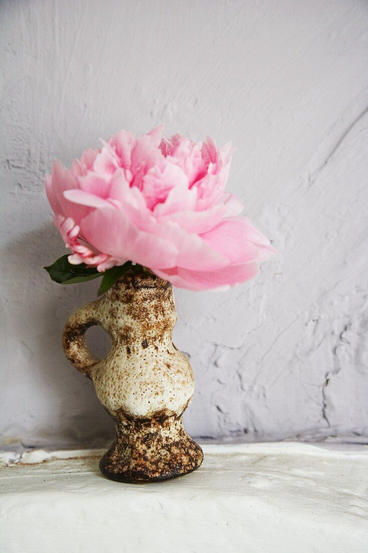 Pink peony in vintage vase against white wall
